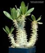 Pachypodium densiflorum v. brachycalyx